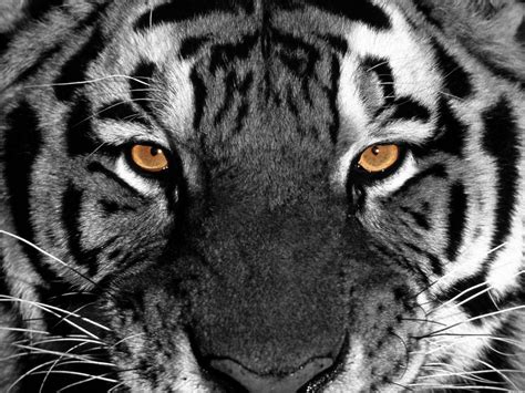 Looking for the best black tiger names? Here are over 150 black tiger names to choose from! A black tiger is a rare and beautiful animal. They are one of the most majestic creatures on Earth. If you are lucky enough to have a black tiger, you will want to give it a great name. We have compiled a list of some of the best names for …